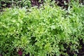 Cress growing in vegetable garden