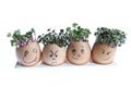 Cress Heads Royalty Free Stock Photo