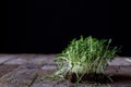 Cress on old kitchen table, black background Royalty Free Stock Photo