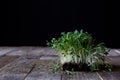 Cress on old kitchen table, black background Royalty Free Stock Photo