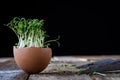 Cress on an old wooden table in the kitchen Royalty Free Stock Photo