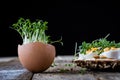 Cress on an old wooden table in the kitchen Royalty Free Stock Photo
