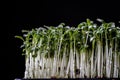 Cress on an old wooden table in the kitchen Royalty Free Stock Photo