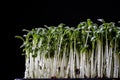 Cress on an old wooden table in the kitchen Royalty Free Stock Photo