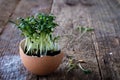 Cress on an old wooden table in the kitchen Royalty Free Stock Photo