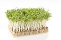 Cress over white