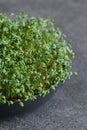 Cress salad grown in a plate