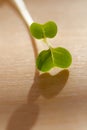 Cress salad leaf on wood