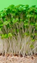 Cress salad young sprouts close up on green background selected focus Royalty Free Stock Photo