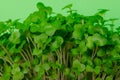 Cress salad young sprouts close up on green background selected focus Royalty Free Stock Photo