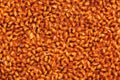 Cress seeds sprouting - closeup view Royalty Free Stock Photo