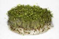 Cress sprouts