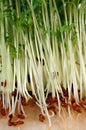 Cress sprouts Royalty Free Stock Photo