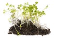 Cress sprouts Lepidium sativum Royalty Free Stock Photo