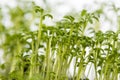 Cress sprouts Lepidium sativum