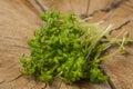 Cress sprouts Lepidium sativum