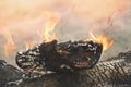 Crest of flame on burning wood. Burned charcoal and ash from fire Royalty Free Stock Photo