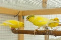 Canary stands on perch in a cage Royalty Free Stock Photo