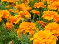 Cresta deep orange marigolds on a flowerbed with bumble bee. Orange marigolds flowers. Growing marigold tagetes patula