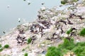 Crested Auklet flight