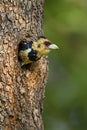 Crested Barbet