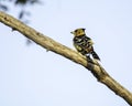 Crested Barbet - Birds of The Great Lumpopo Transfrontier Park