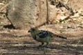 A crested barbet eating seeds from the ground. The barbet is a sub-Saharan bird in the Lybiidae family.