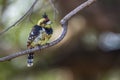 Crested Barbet in Kruger National park, South Africa