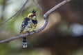 Crested Barbet in Kruger National park, South Africa