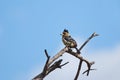 Crested Barbet