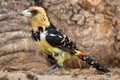 Crested Barbet - Okavango Delta - Moremi N.P.