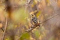 Crested Barbet