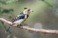 Crested Barbet