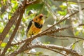 Crested Barbet (Trachyphonus vaillantii), taken in South Africa Royalty Free Stock Photo