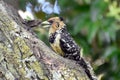Crested Barbet Royalty Free Stock Photo