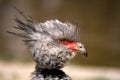 Crested bird Chauna torquata Royalty Free Stock Photo