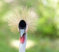 Crested bird. portrait Royalty Free Stock Photo