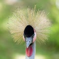 Crested bird. portrait Royalty Free Stock Photo