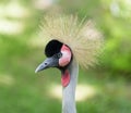 Crested bird. portrait Royalty Free Stock Photo