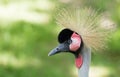 Crested bird. portrait Royalty Free Stock Photo