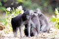 Crested black macacue, Macaca nigra, on the river bank, Tangkoko National Park, Sulawesi, Indonesia Royalty Free Stock Photo