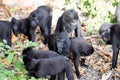 Crested black macacue, Macaca nigra, Tangkoko National Park, Sulawesi, Indonesia Royalty Free Stock Photo