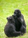 Crested Black Macaque