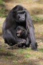 Crested black macaque