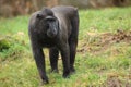 Crested black macaque