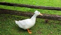 Crested is a breed of domestic duck