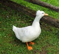 Crested is a breed of domestic duck