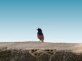 Crested Bunting Bird on Jaam Gate Near Indore