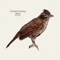 The crested bunting Emberiza lathami is a species of bird in the family Emberizidae, hand draw sketch vector Royalty Free Stock Photo