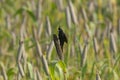 Crested Bunting, Melophus lathami eating bajra